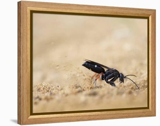 Red legged spider wasp digging nesting tunnel in sand, UK-Andy Sands-Framed Premier Image Canvas