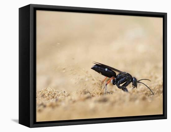 Red legged spider wasp digging nesting tunnel in sand, UK-Andy Sands-Framed Premier Image Canvas