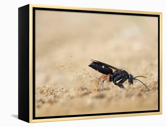 Red legged spider wasp digging nesting tunnel in sand, UK-Andy Sands-Framed Premier Image Canvas