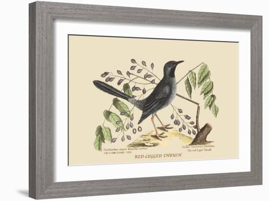 Red Legged Thrush-Mark Catesby-Framed Art Print