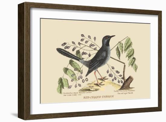 Red Legged Thrush-Mark Catesby-Framed Art Print