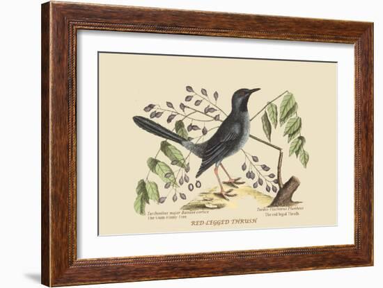 Red Legged Thrush-Mark Catesby-Framed Art Print