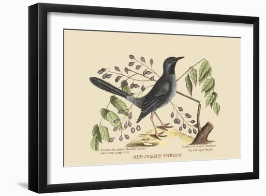 Red Legged Thrush-Mark Catesby-Framed Art Print