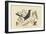 Red Legged Thrush-Mark Catesby-Framed Art Print