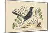 Red Legged Thrush-Mark Catesby-Mounted Art Print