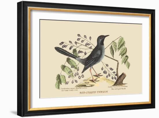 Red Legged Thrush-Mark Catesby-Framed Art Print