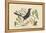 Red Legged Thrush-Mark Catesby-Framed Stretched Canvas