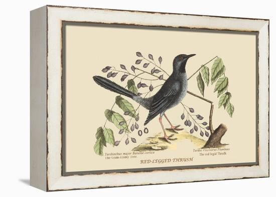 Red Legged Thrush-Mark Catesby-Framed Stretched Canvas