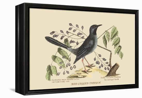 Red Legged Thrush-Mark Catesby-Framed Stretched Canvas