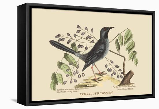 Red Legged Thrush-Mark Catesby-Framed Stretched Canvas