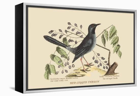 Red Legged Thrush-Mark Catesby-Framed Stretched Canvas