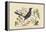 Red Legged Thrush-Mark Catesby-Framed Stretched Canvas