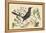 Red Legged Thrush-Mark Catesby-Framed Stretched Canvas