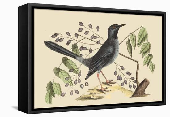 Red Legged Thrush-Mark Catesby-Framed Stretched Canvas