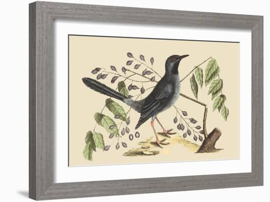 Red Legged Thrush-Mark Catesby-Framed Art Print