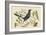 Red Legged Thrush-Mark Catesby-Framed Art Print