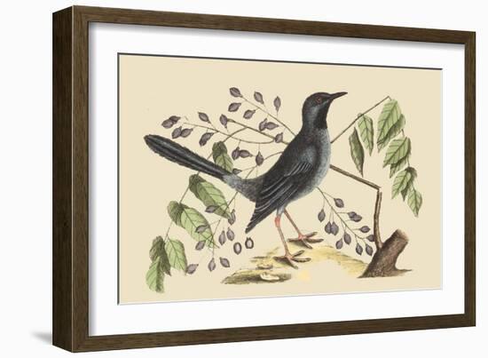 Red Legged Thrush-Mark Catesby-Framed Art Print