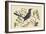 Red Legged Thrush-Mark Catesby-Framed Art Print