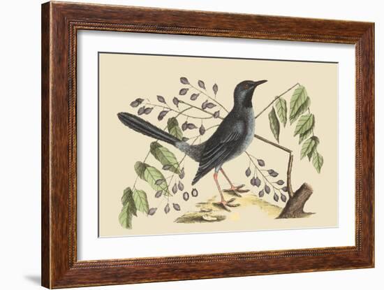 Red Legged Thrush-Mark Catesby-Framed Art Print