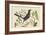 Red Legged Thrush-Mark Catesby-Framed Art Print