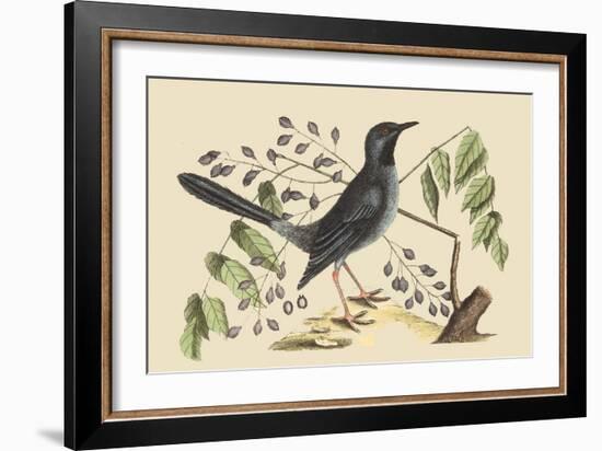 Red Legged Thrush-Mark Catesby-Framed Art Print