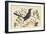 Red Legged Thrush-Mark Catesby-Framed Art Print