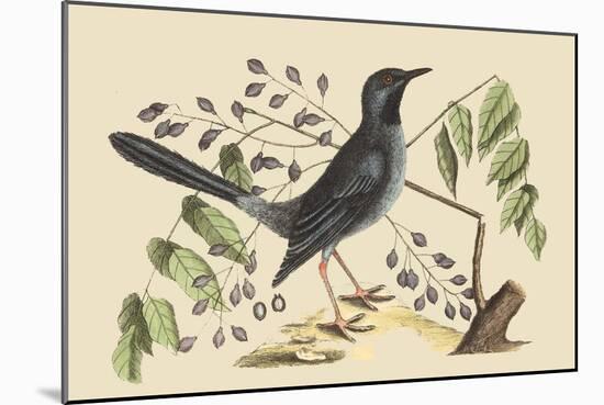 Red Legged Thrush-Mark Catesby-Mounted Art Print