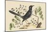 Red Legged Thrush-Mark Catesby-Mounted Art Print