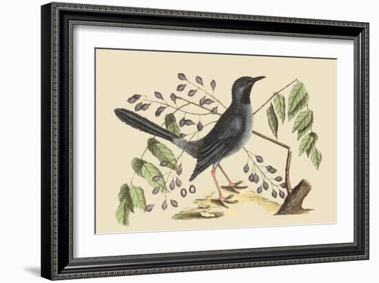 Red Legged Thrush-Mark Catesby-Framed Art Print