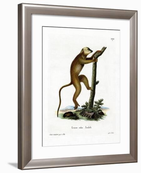 Red Lemur-null-Framed Giclee Print