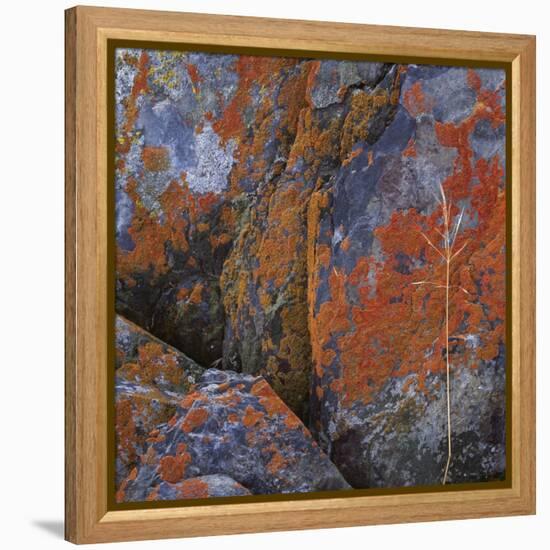 Red Lichen on Rocks-Micha Pawlitzki-Framed Premier Image Canvas