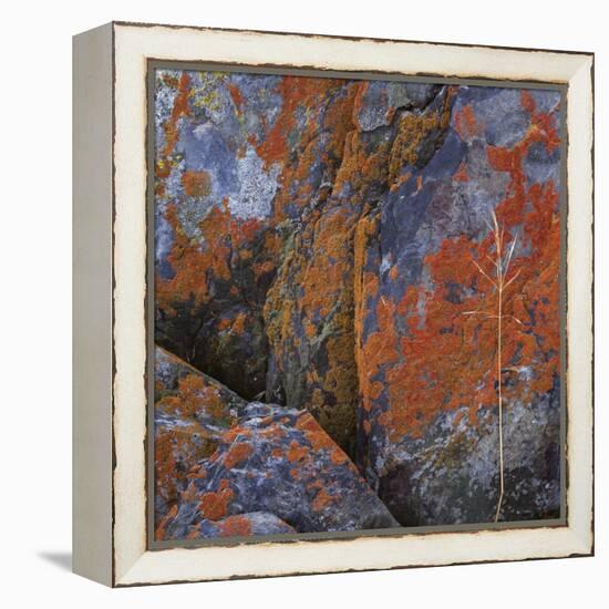 Red Lichen on Rocks-Micha Pawlitzki-Framed Premier Image Canvas