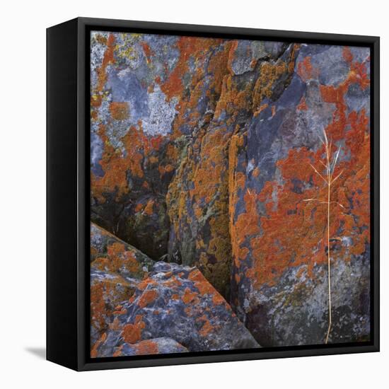 Red Lichen on Rocks-Micha Pawlitzki-Framed Premier Image Canvas