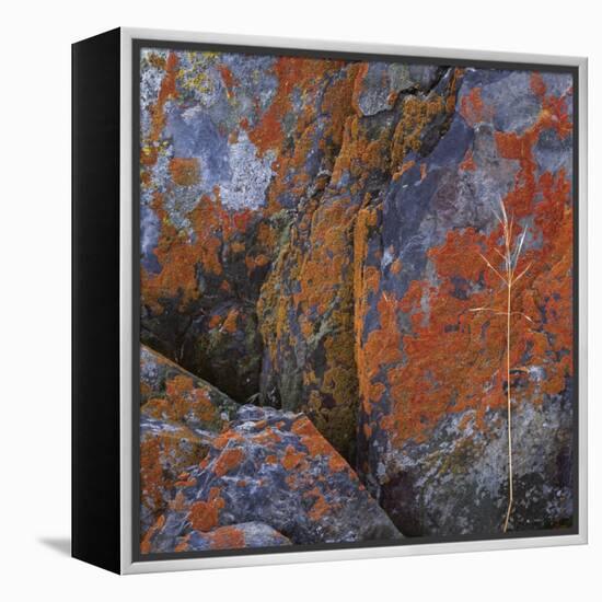 Red Lichen on Rocks-Micha Pawlitzki-Framed Premier Image Canvas