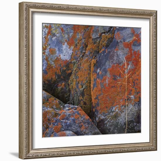 Red Lichen on Rocks-Micha Pawlitzki-Framed Photographic Print