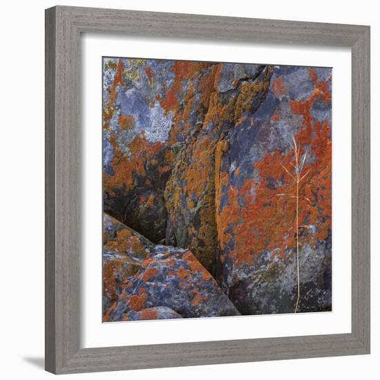 Red Lichen on Rocks-Micha Pawlitzki-Framed Photographic Print