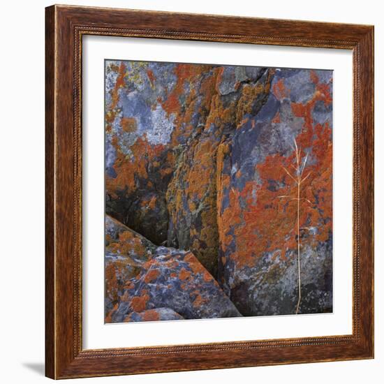 Red Lichen on Rocks-Micha Pawlitzki-Framed Photographic Print