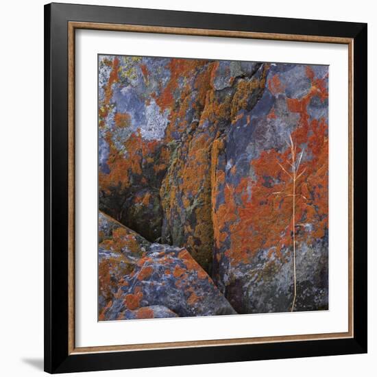 Red Lichen on Rocks-Micha Pawlitzki-Framed Photographic Print