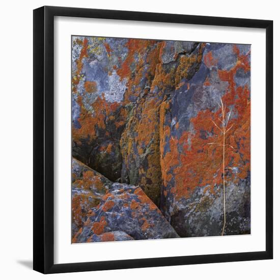 Red Lichen on Rocks-Micha Pawlitzki-Framed Photographic Print