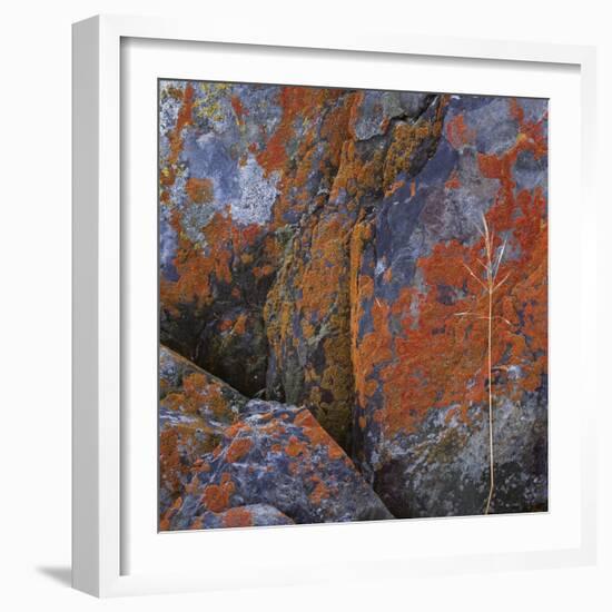 Red Lichen on Rocks-Micha Pawlitzki-Framed Photographic Print