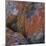 Red Lichen on Rocks-Micha Pawlitzki-Mounted Photographic Print