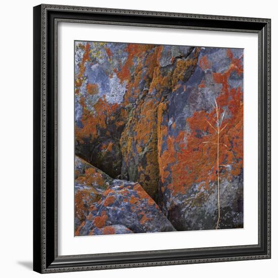 Red Lichen on Rocks-Micha Pawlitzki-Framed Photographic Print