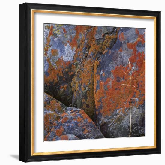 Red Lichen on Rocks-Micha Pawlitzki-Framed Photographic Print