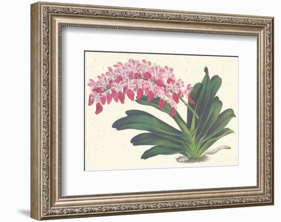 Red Lilac-null-Framed Premium Giclee Print