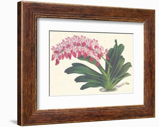 Red Lilac-null-Framed Premium Giclee Print