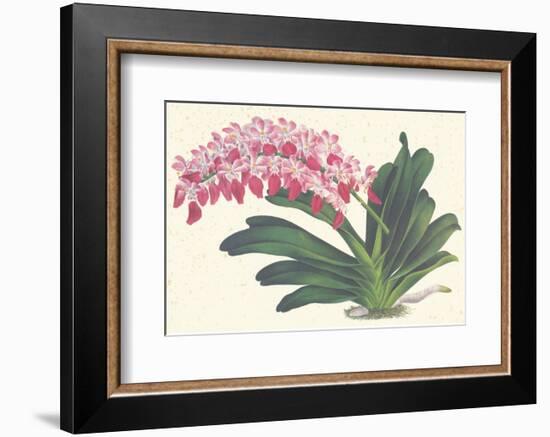 Red Lilac-null-Framed Premium Giclee Print