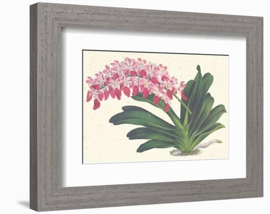 Red Lilac-null-Framed Premium Giclee Print