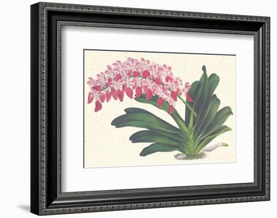 Red Lilac-null-Framed Premium Giclee Print