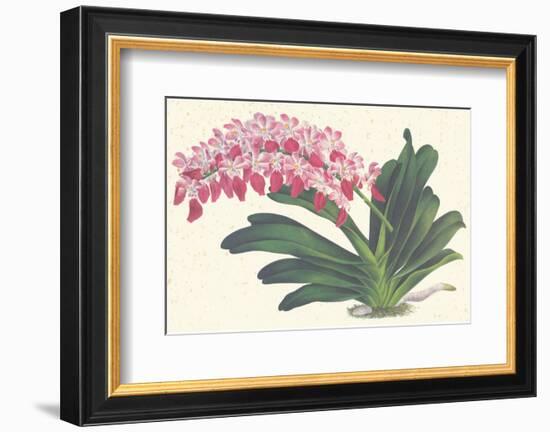 Red Lilac-null-Framed Premium Giclee Print