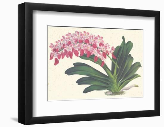 Red Lilac-null-Framed Premium Giclee Print